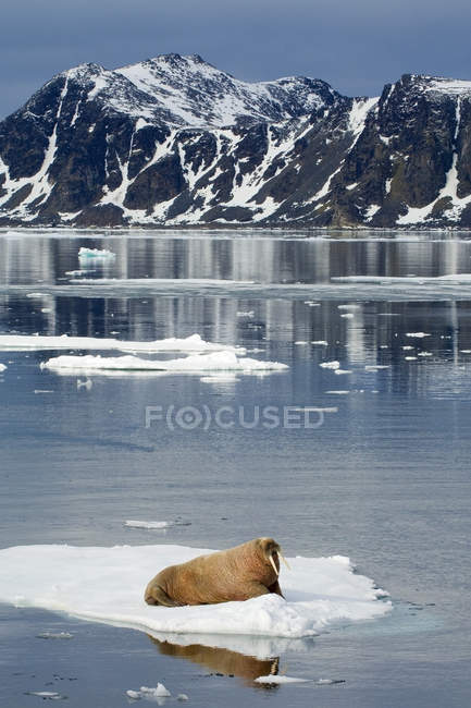 Morsa atlântica masculina descansando no gelo no Arquipélago de Svalbard, no Ártico da Noruega — Fotografia de Stock