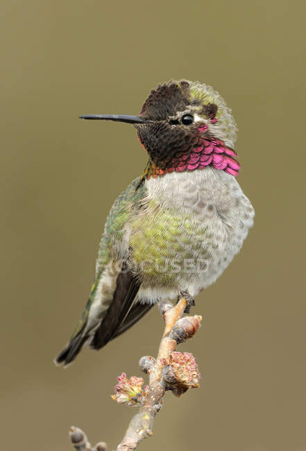 Primo piano di maschio Anna colibrì appollaiato su ramo d'albero . — Foto stock