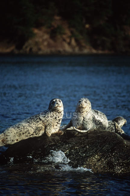 Las focas del puerto yacen en las rocas y miran en cámara en el agua . - foto de stock