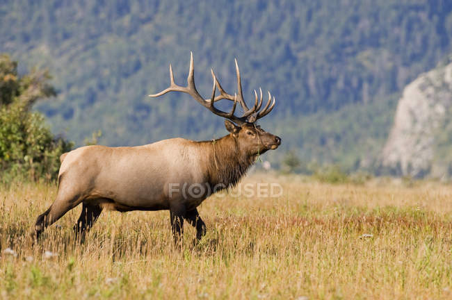 Wild elk with antlers standing in grassland of Alberta, Canada. — Stock Photo