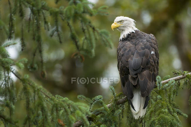 Aquila calva appollaiata su un albero di conifera nella foresta . — Foto stock