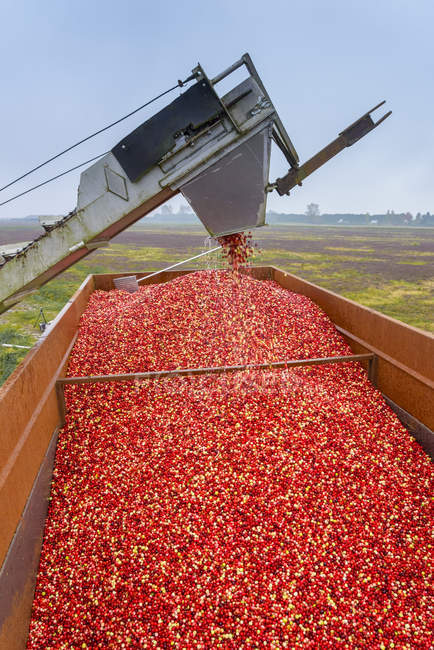 Журавлина урожай машини працюють на фермі, Річмонд, Британська Колумбія, Канада — стокове фото