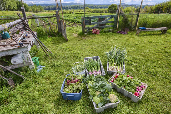 Cultures et légumes dans la prairie d'une ferme communautaire en Colombie-Britannique, Canada . — Photo de stock
