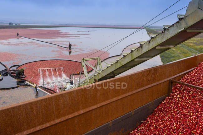 Cranberry harvest machinery working at farm, Richmond, British Columbia, Canada — Stock Photo