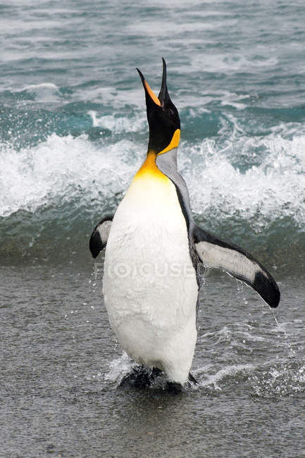 Pingüino rey parado a la orilla del mar, mirando hacia arriba y gritando a la Isla de Georgia del Sur, Antártida - foto de stock