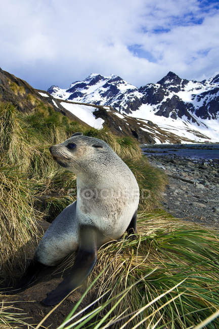 Молодой антарктический тюлень, покоящийся на травянистом берегу острова Южная Георгия, Антарктида — стоковое фото