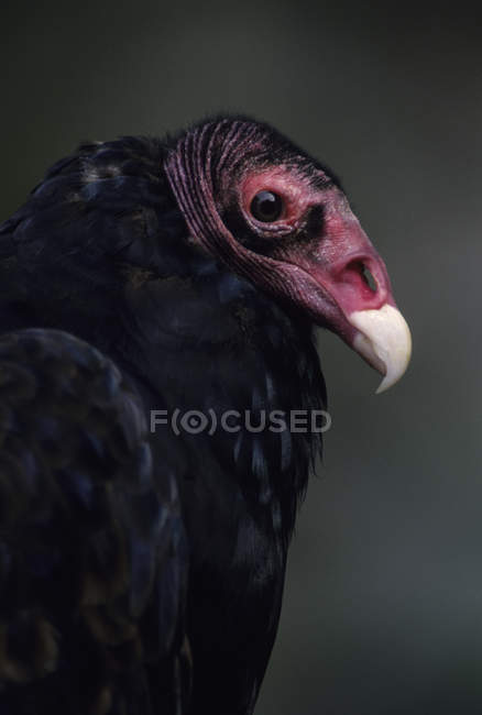 Black turkey vulture bird head, close-up. — Stock Photo