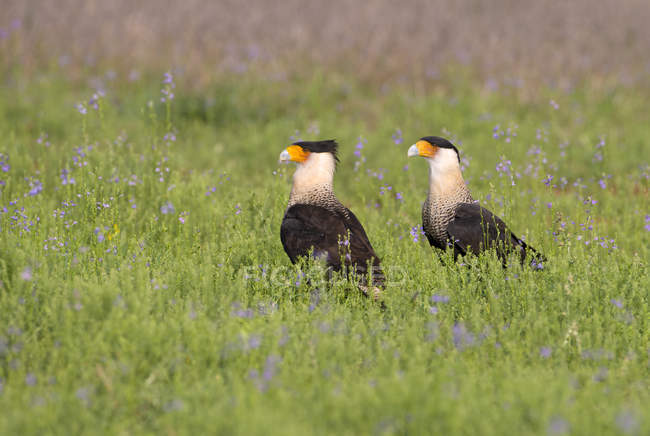 Caracaras Crested empoleirado no prado florido verde — Fotografia de Stock