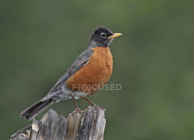 Male American robin bird perched on log — Stock Photo