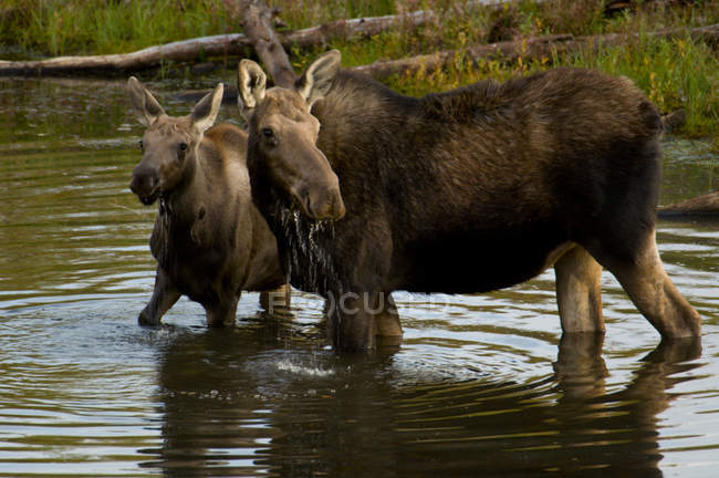Лось с теленком в воде реки Клина, Британская Колумбия, Канада — стоковое фото