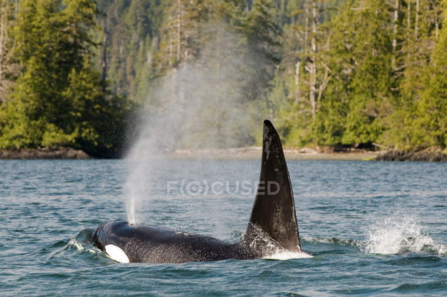 Killer whale breaching in Gwaii Haanas National Park, British Columbia, Canada — Stock Photo