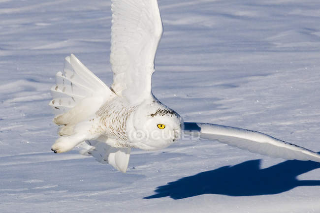 Caza de búho nevado en vuelo sobre la pradera nevada . - foto de stock