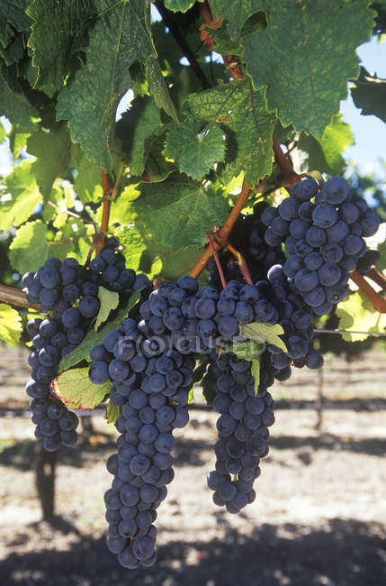 Fresh grapes growing at vineyard in countryside. — Stock Photo