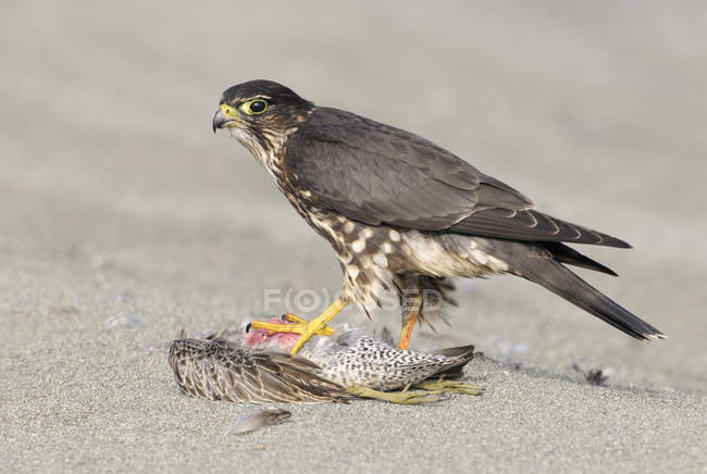 Merlin-Falke hockt am Strand und ernährt sich von Beute, Nahaufnahme — Stockfoto