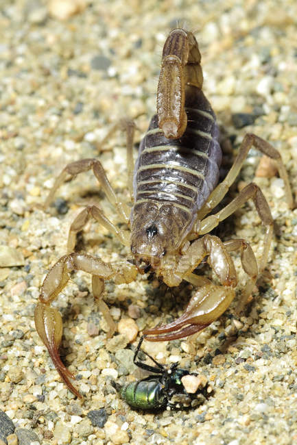 Gros plan sur la mangeuse de scorpion du Nord fy
. — Photo de stock