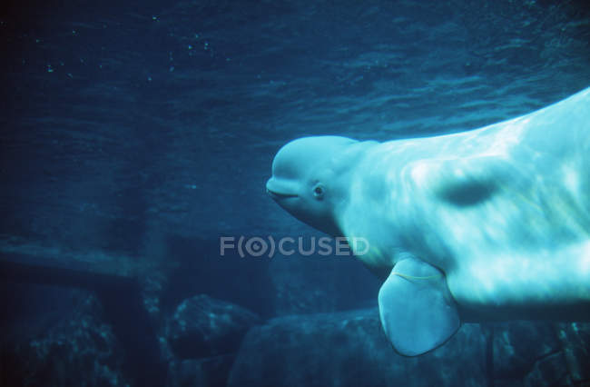 Beluga-Wal schwimmt unter Wasser im Vancouver-Aquarium, Britisch Columbia, Kanada. — Stockfoto