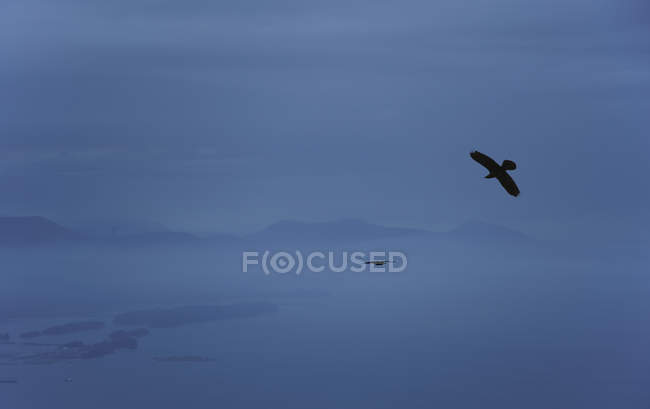 Силуэты ворон в тумане над горой Эрскин, остров Солтспринг, Британская Колумбия, Канада
. — стоковое фото