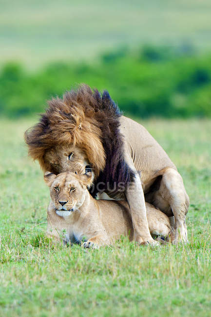 Спаровування левів у лузі заповідника Масаї Мара, Кенія, Східна Африка — стокове фото