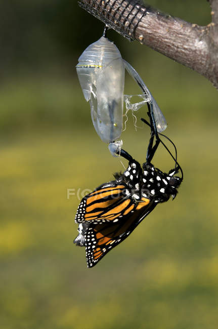 Mariposa monarca emergiendo de la crisálida como mariposa, primer plano - foto de stock