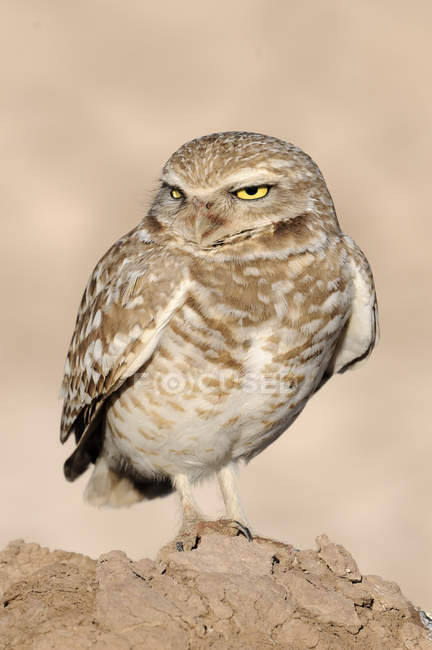 Burrowing owl perching on ground, close-up. — Stock Photo