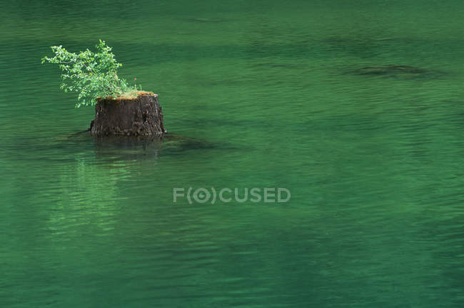 Lago represado e corte coto de árvore na água — Fotografia de Stock