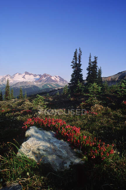 Meadow in alpine area with heather blossoms, Whistler, British Columbia, Canada. — Stock Photo