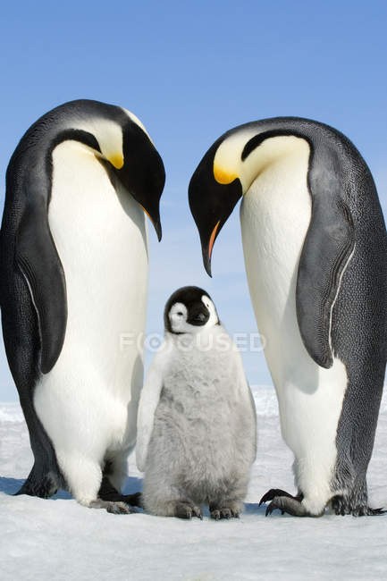 Emperor penguins bending over chick, Snow Hill Island, Antarctic Peninsula  — wild animals, Three Animals - Stock Photo | #200859352