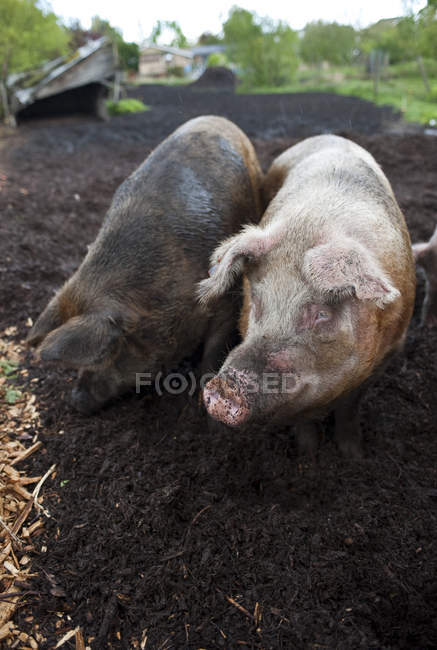 Schweine in Bauernhof, Saanich Halbinsel, Kanada — Stockfoto