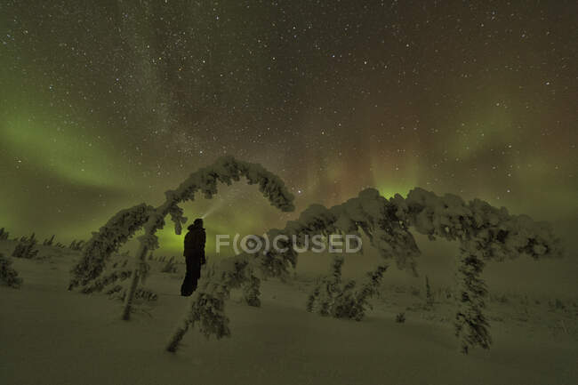 Person, die im Schnee steht, umrahmt von Bäumen, während die Polarlichter oder Nordlichter darüber tanzen, nördlicher Yukon. — Stockfoto