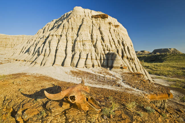 Caveira de búfalo e paisagem intemperizada do Parque Provincial Dinossauro, Alberta, Canadá — Fotografia de Stock