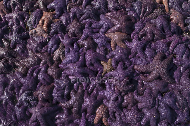 Masse ockerfarbener Seesterne an der Küste der Georgiastraße, Saturna-Insel, Golfinseln, Kanada — Stockfoto