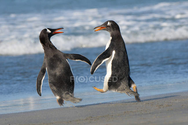 Due gentoo pinguini che giocano e litigano sulla costa delle Isole Falkland, nell'Oceano Atlantico meridionale — Foto stock