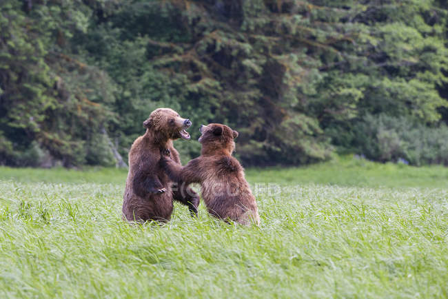 Dois ursos pardos brincando na grama verde do prado . — Fotografia de Stock