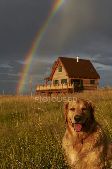 Rainbow, wooden cabin and golden retriever in scenic rural scene — Stock Photo