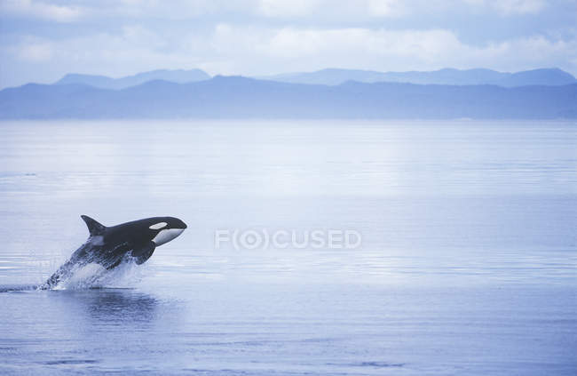 Breaching killer whale in water of British Columbia, Canada. — Stock Photo