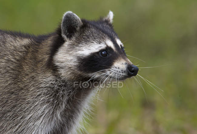 Side view of common raccoon looking away outdoors — Stock Photo