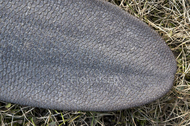 Gros plan de la queue du castor sur l'herbe sèche — Photo de stock
