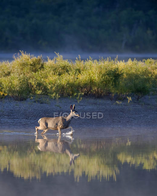 Cerf de Virginie traversant la rivière en plein soleil — Photo de stock