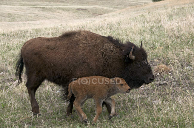 Bisonte selvatico americano con vitello appena nato nel Parco Nazionale delle Grotte del Vento, Dakota del Sud, Stati Uniti . — Foto stock