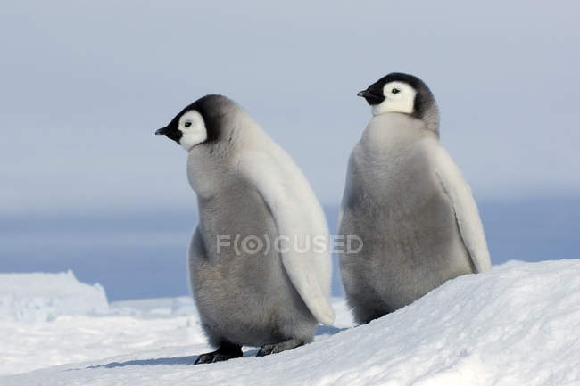Пухнасті Імператорський пінгвін курчат на снігу, сніг пагорбі острова, Weddell море, Антарктиди — стокове фото