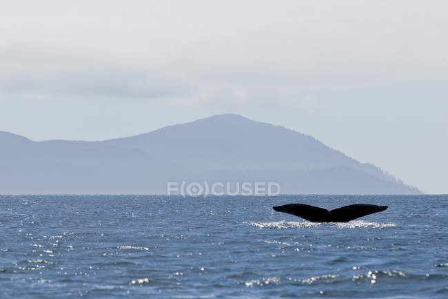 Горбатий кит в Хуан Перес звук Національний парк Ґваї Гаанас місті Haida Ґваї, Британська Колумбія, Канада — стокове фото