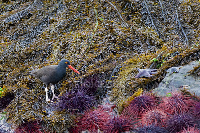 Black oystercatcher forrageamento em rochas costeiras cobertas com anêmonas marinhas . — Fotografia de Stock