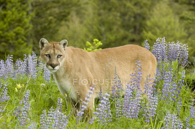 Пума, стоящая на лугу с весенними полевыми цветами . — стоковое фото