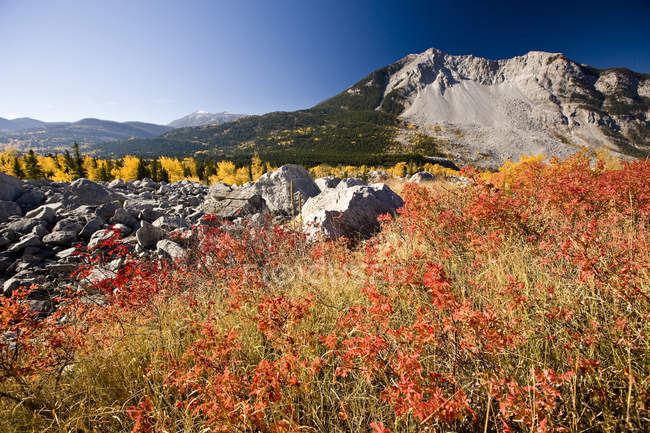 Herbstliches Laub und Pflanzen bei offener Rutsche im Crowsnest Pass, alberta, canada — Stockfoto