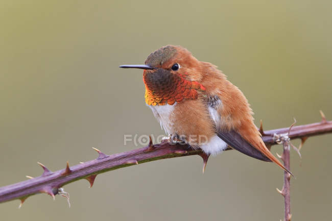 Rufous hummingbird perching on tree branch outdoors, close-up. — Stock Photo