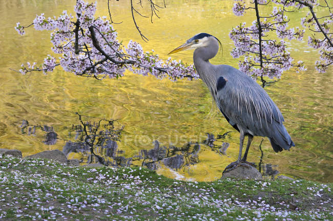 Great blue heron bird under cherry tree blossoms in wetland. — Stock Photo