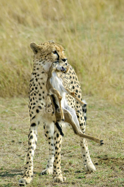 Cheetah che trasporta prede da gazzella nel prato della Riserva Masai Mara, Kenya, Africa Orientale — Foto stock