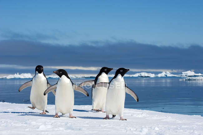 Pingüinos Adelie holgazaneando en el borde del hielo por el agua, Isla Petrel, Península Antártica - foto de stock