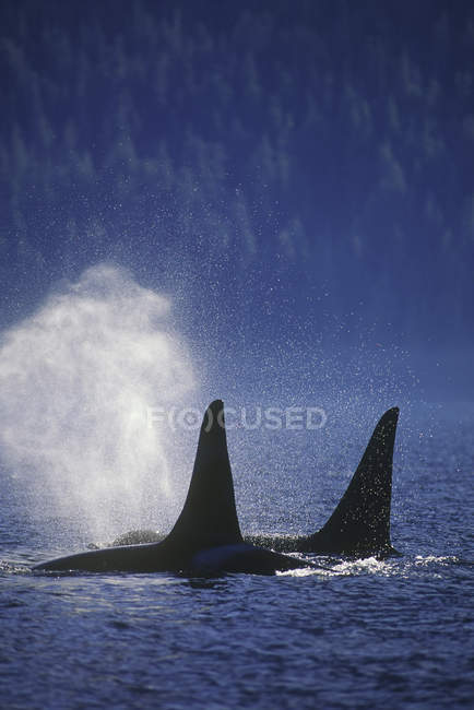 Ballenas asesinas nadando en el agua del océano de Columbia Británica, Canadá . - foto de stock