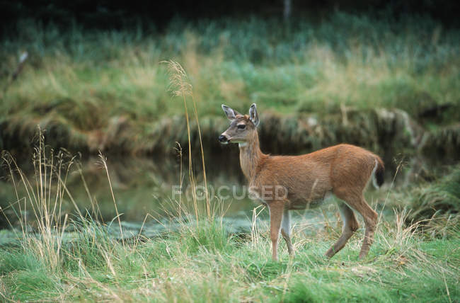 Black-tailed Deer in green landscape — Stock Photo